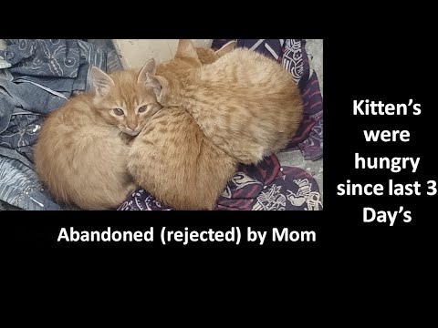 Kitten's Abandoned (Rejected ) By Mother cat