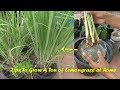 Tips To Grow A Ton Of Lemongrass At Home ( No need to buy anymore)