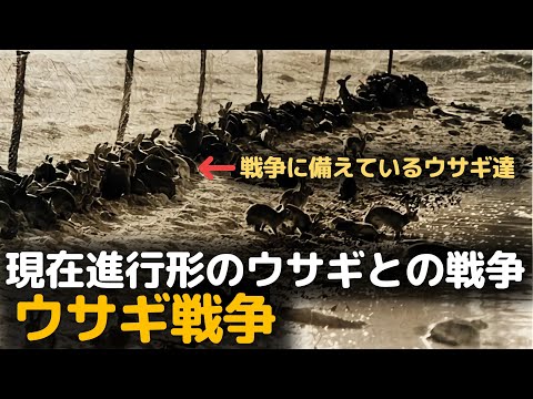 オーストラリアからの35匹の動物