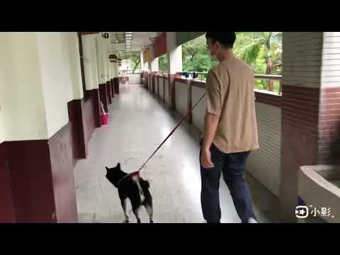 下雨天麻糬的獨白-新北市111年校園犬貓快樂時光影片甄選                   