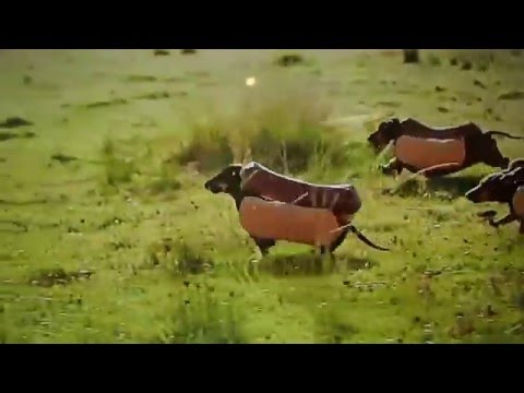 download lagu mp3 mp4 Dachshund In A Bun, download lagu Dachshund In A Bun gratis, unduh video klip Dachshund In A Bun