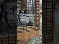 First snow of the year #pigeon #pigeonracing