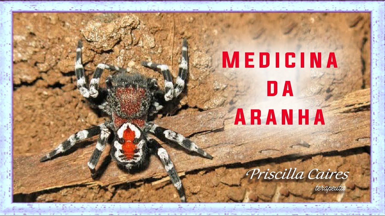 Medicina e meditação do arquétipo animal de poder aranha
