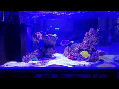 Akwarium morskie 820l w obiegu. 2 miesiąc