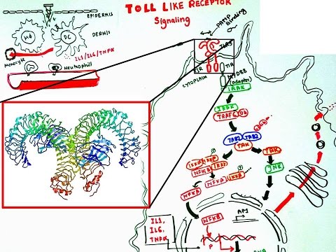 Toll like receptor signaling