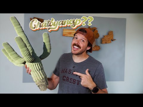 Woodworking With Cactus?? | Arizona Made From Saguaro | Justinthetrees US Tree Map