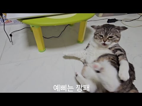 예삐는 깡패