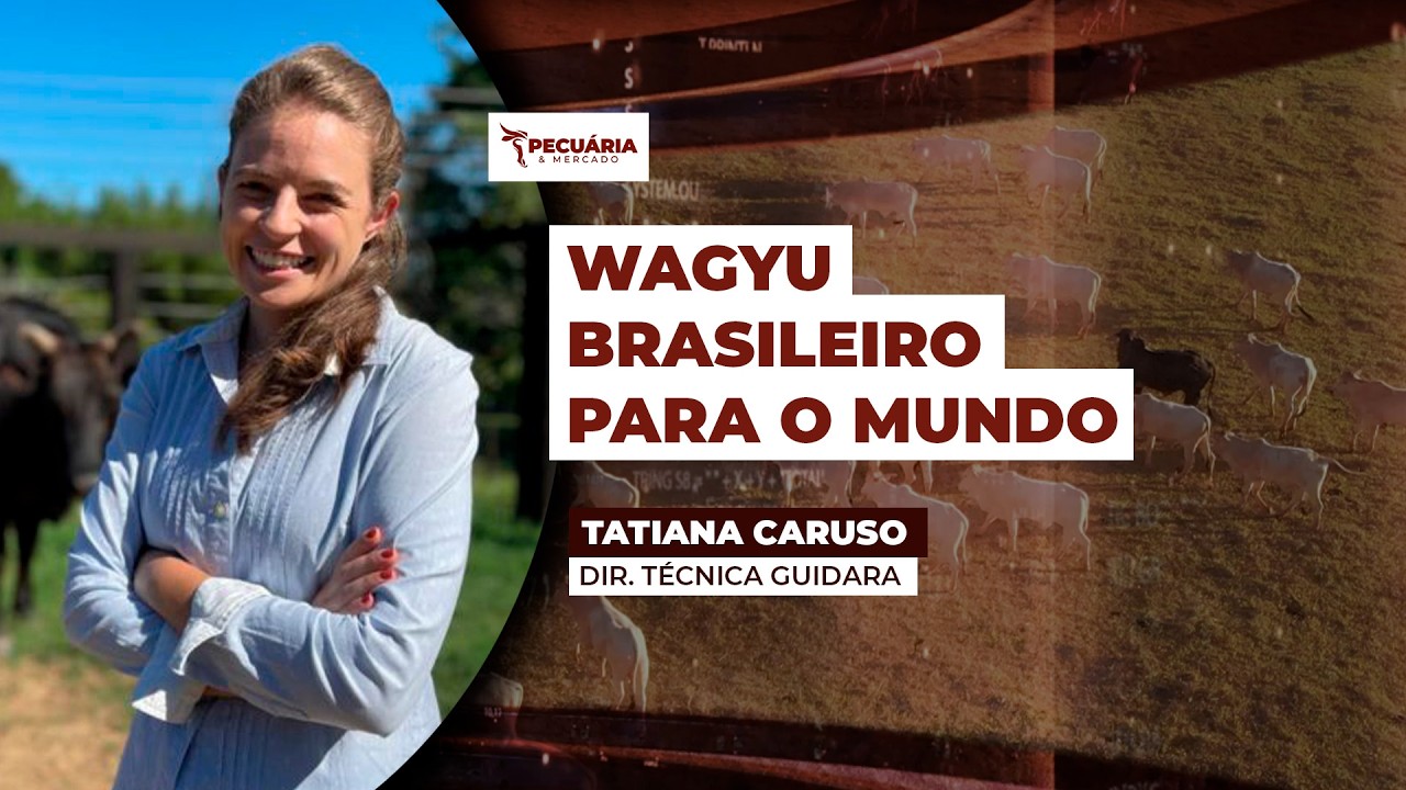 Conhecido por produzir a carne mais cara do mundo o Wagyu tem ajudado a melhorar a qualidade do...