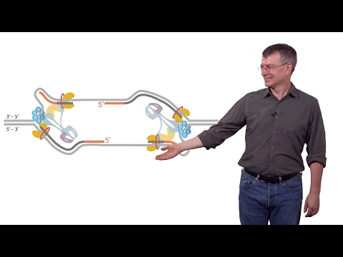 Stephen P. Bell (MIT / HHMI) 1b: Chromosomal DNA Replication: Initiation of DNA Replication