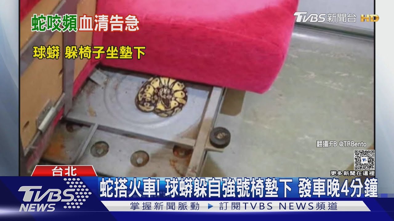 蛇搭火車! 球蟒躲自強號椅墊下 發車晚4分鐘