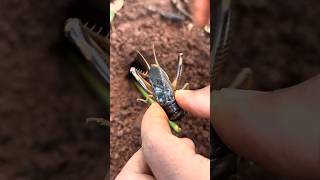 Battle insect - Smart cricket Vs Venomous ants