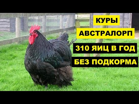 , title : 'Разведение кур породы Австралорп как бизнес идея | Куры Австралорп'