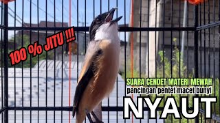 Download lagu burung cendet gacor ISIAN MEWAH buat PANCINGAN CENDET AGAR BUNYI bikin BURUNG PENTET GACOR NYAUT mp3 Download lagu burung cendet gacor ISIAN MEWAH buat PANCINGAN CENDET AGAR BUNYI bikin BURUNG PENTET GACOR NYAUT mp3