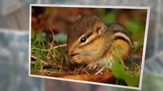 What Do Wild Chipmunks Eat? A Comprehensive Guide About Their Diet!