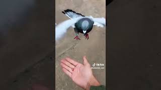 Download lagu Merpati Pos Racing bisa dibikin Menjadi Jinak dan FreeFly seperti Burung Elang dan Makau ya💪🔥🏆😍🙏 mp3 Download lagu Merpati Pos Racing bisa dibikin Menjadi Jinak dan FreeFly seperti Burung Elang dan Makau ya💪🔥🏆😍🙏 mp3