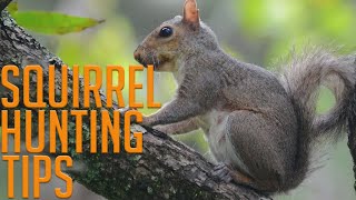 Four Squirrel Hunting Tips!