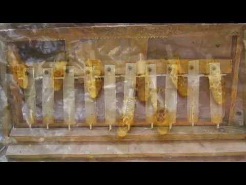 Как вывести высококачественную пчеломатку самому.How to bring high-quality queen bees to.