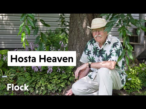 500+ Different HOSTAS Garden Tour! — Ep. 064