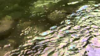 Nice Fish Jr - Secret Steelhead