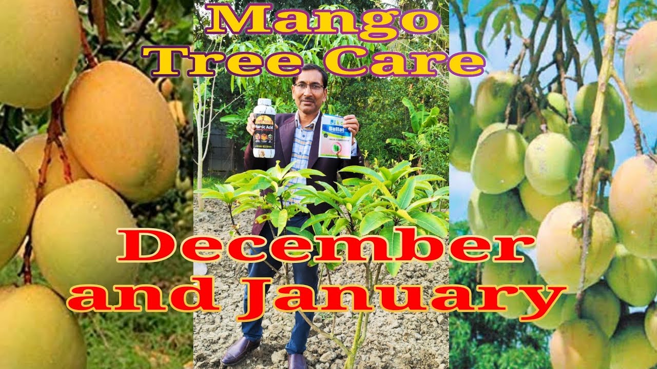 Mango tree care and application of Fertilizer in the months of December and January - YouTube