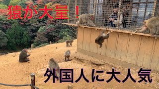 ニホンザルと触れ合える。嵐山モンキーパーク