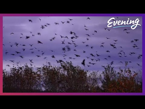 Campus crows roost by the thousands every night at this Seattle school