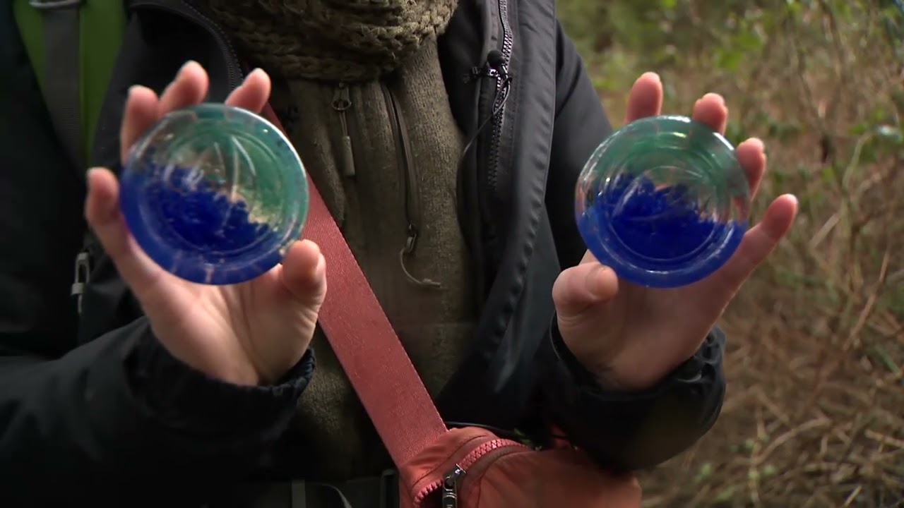 Hide and Seek Tips for Finding Monkeyshines from Parks Tacoma