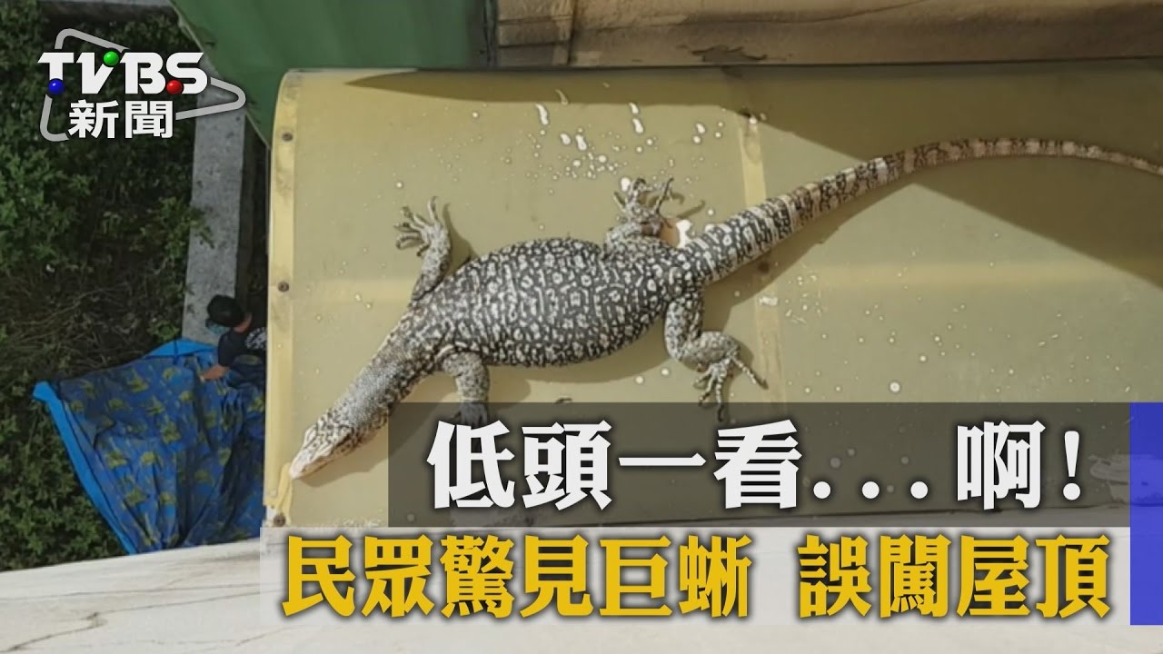低頭一看 啊!民眾驚見巨蜥誤闖屋頂