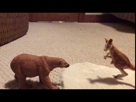 Grizzly Bear Vs. Red Kangaroo
