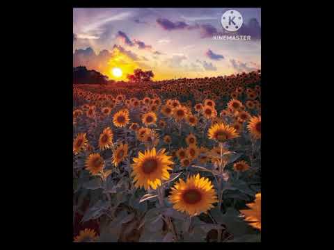 Nỗi nhớ hanh vàng - Cảnh Hoàng