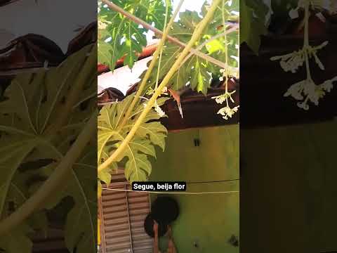 carmelita de oliveira riachão das neves cariparé bahia