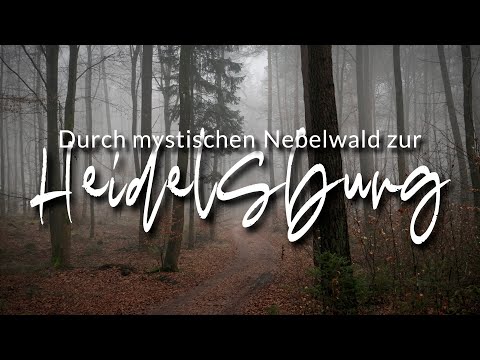 Durch mystischen Nebelwald zur Heidelsburg | Wandern in der Pfalz