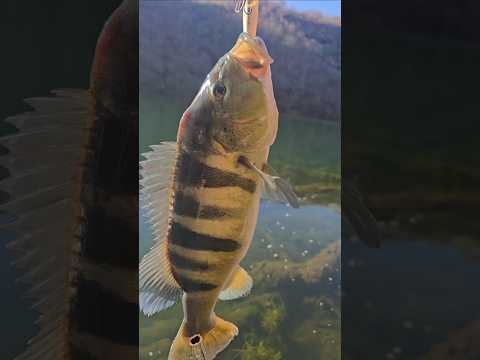 REPRESA DE BURITINOPOLIS GOIÁS PESCARIA DE TUCONARE #pescaria #naturezasurpreendente #pesca