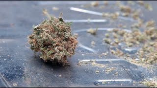 Highlights from HIGH TIMES Cannabis Cup Amsterdam 2013: Day One