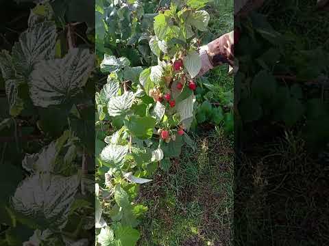 фото саженцы ремонтантной малины - сорт прималба 0