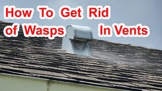How To Get Rid of Wasps in Vent
