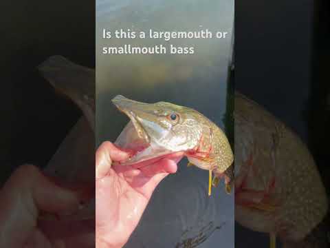 Pike dont have 9 lives