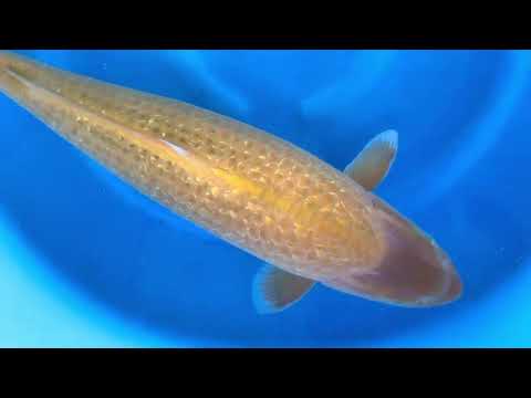 JKS 026 4Sai Female Gr Ki Matsuba 71 cm