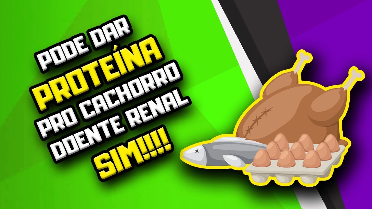 Dê PROTEÍNA para o Cachorro doente renal SIM! | Dr. Edgard Gomes | Alimentação natural para Cães