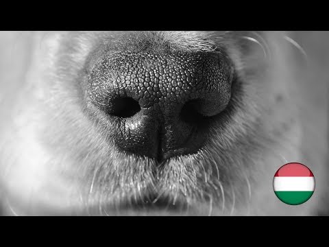 kezelés gömbférgekkel mik a szemölcsök és a polipok