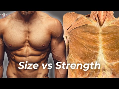 Strength vs Hypertrophy: The Science of How to Build Muscle