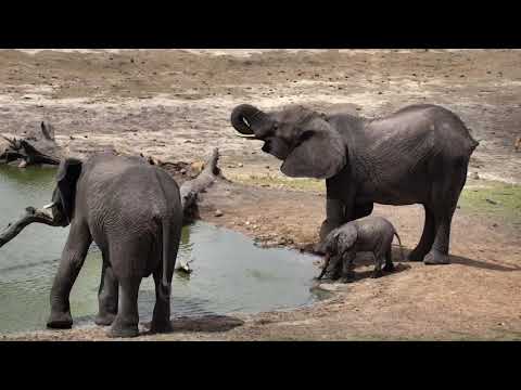 Djuma: Small breeding herd of Elephants - 13:52 - 11/24/18