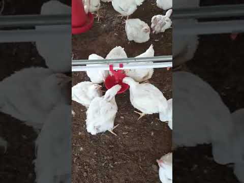 Bell universal chicken drinker automatic, 15-20 birds