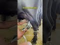 Milking Machine से दूध कैसे निकालें Shorts Gircow Farmerchoice