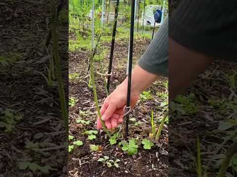 園芸 アスパラガス