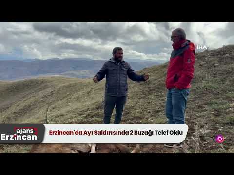 Erzincan'da Ayı Saldırısında 2 Buzağı Telef Oldu