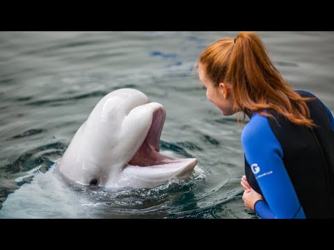 How Beluga Whales Use Energy: Metabolic Research at Georgia Aquarium