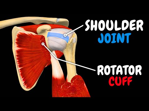 Shoulder Joint (Glenohumeral): Rotator Cuff, Capsule & Ligaments | Anatomy Explained