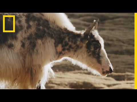 Le yack, cette machine taillée pour la vie en haute montagne !