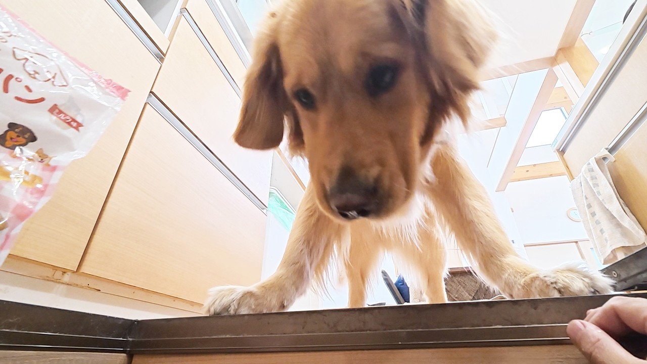 人間の１０００倍の嗅覚をもつ犬と【かくれんぼ】をしたら！【Golden Retriever japan】